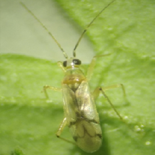 Nesidiocoris tenuis