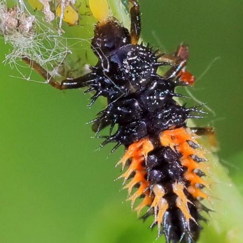 Harmonia axyridis