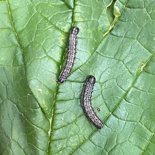 Spodoptera frugiperda