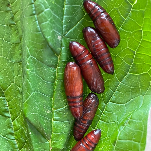 Spodoptera litura  