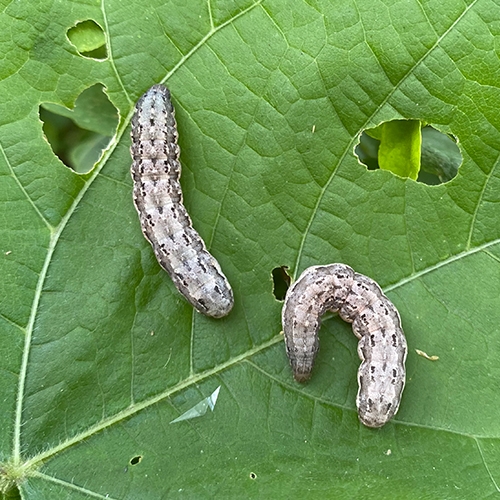 Spodoptera exigua 